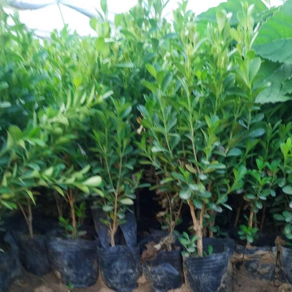 出售瓜子黄杨  瓜子黄杨种植基地  价格优惠