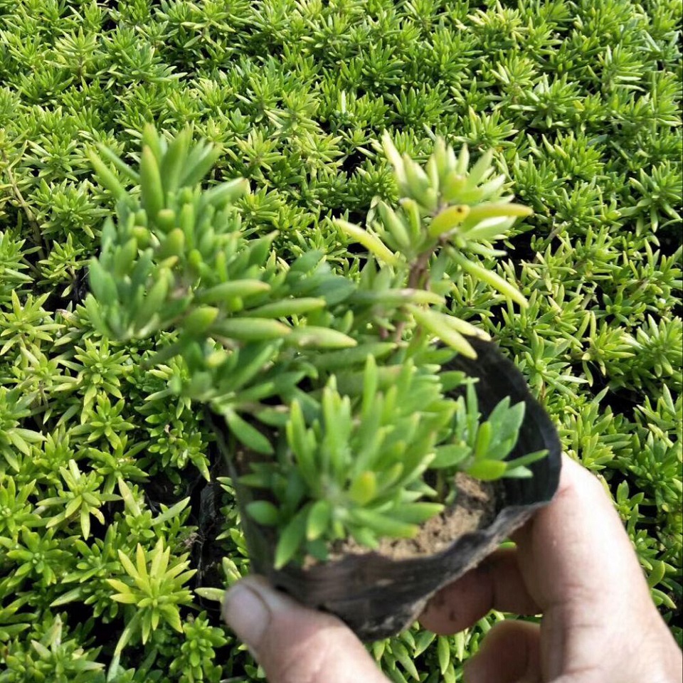 青州佛甲草基地  金叶佛甲草  基地自产自销