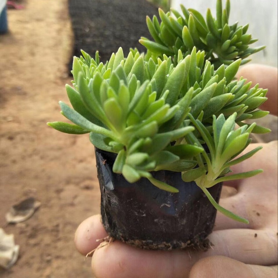 梓熙  佛甲草小苗  生命力旺盛，长势好