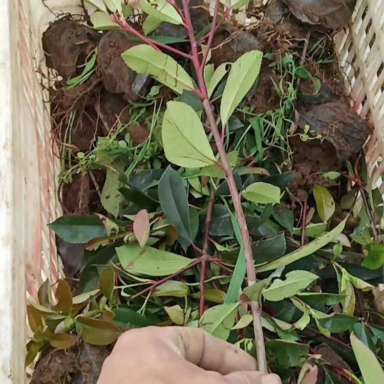 大量出售红叶石楠 红叶石楠种植基地 量大优惠