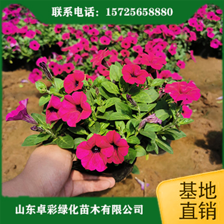 卓彩 长春花供应 天天开营养钵 双色盆长春花价格
