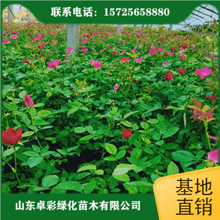 卓彩  丰花月季  丰花月季培育  月季种植