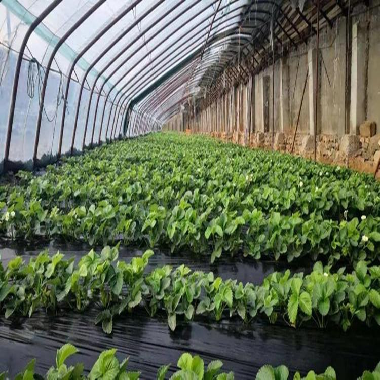 厂家直销花卉温室大棚 薄膜温室 日光温室 冬季蔬菜暖棚 欢迎咨询鋆成兴达