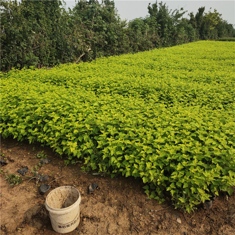 青州种植基地金叶风箱果小苗大量供应 金叶风箱果销售商