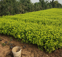 青州种植基地金叶风箱果小苗大量供应 金叶风箱果销售商
