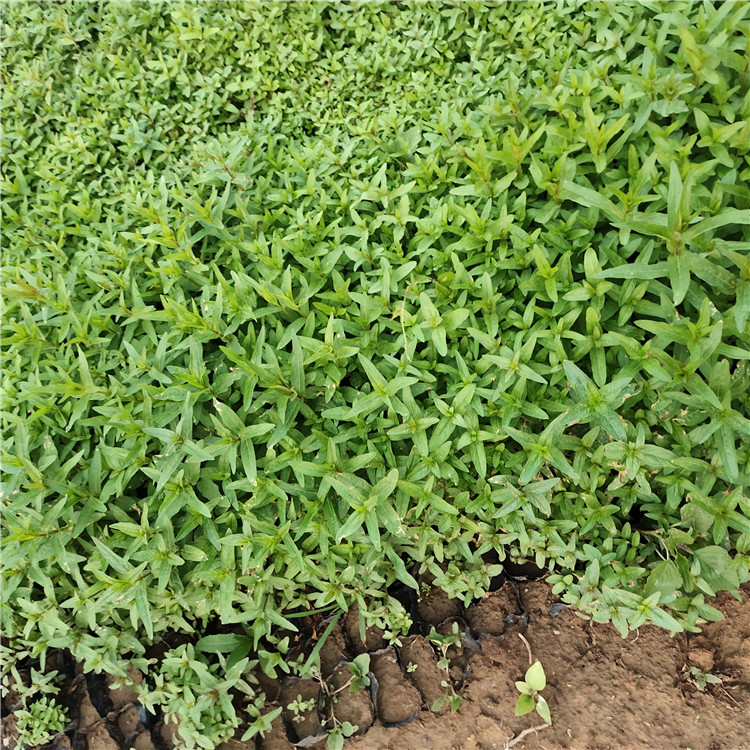 千屈菜种植基地 采购基地 青州千屈菜