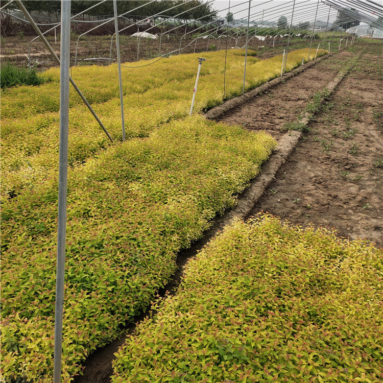 金焰绣线菊 青州花卉金焰绣线菊销售 苗圃出售