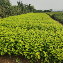 金叶风箱果 青州金叶风箱果种植基地 质优价廉