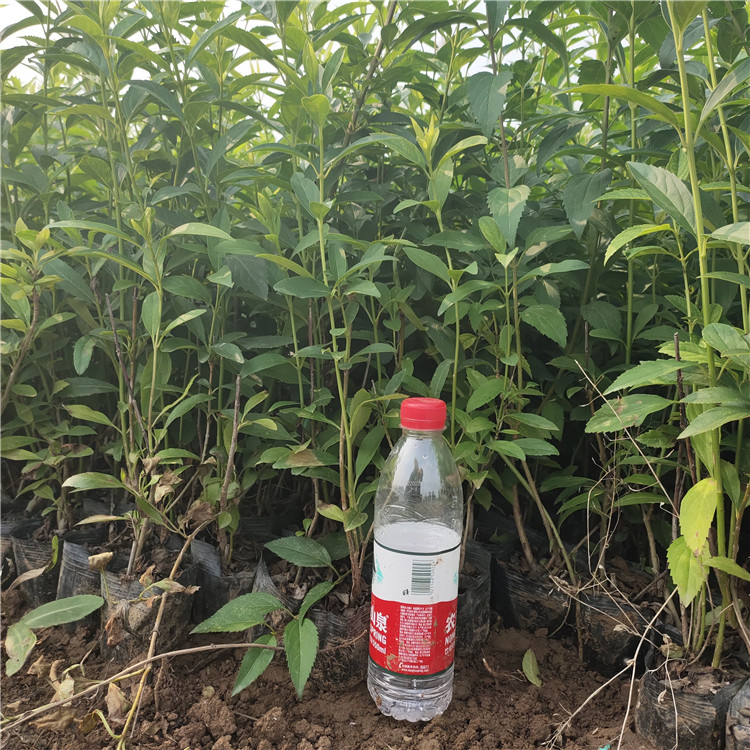 50公分高连翘苗 山东连翘供货商 好苗出售