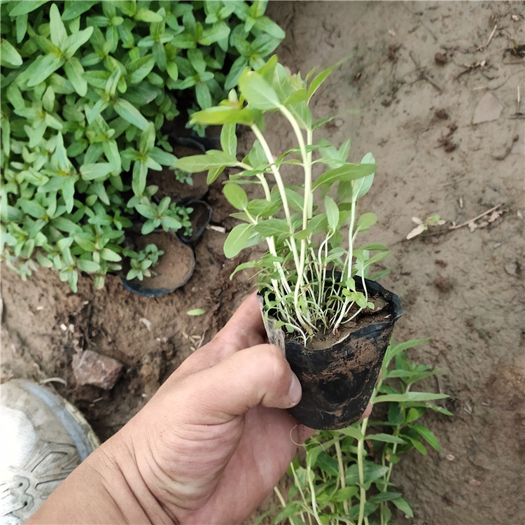 采购基地 千屈菜杯苗 千屈菜供应商