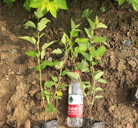青州种植基地金叶风箱果苗好苗供应 金叶风箱果销售商