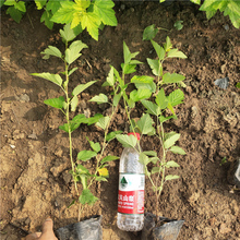 青州种植基地金叶风箱果苗好苗供应 金叶风箱果销售商