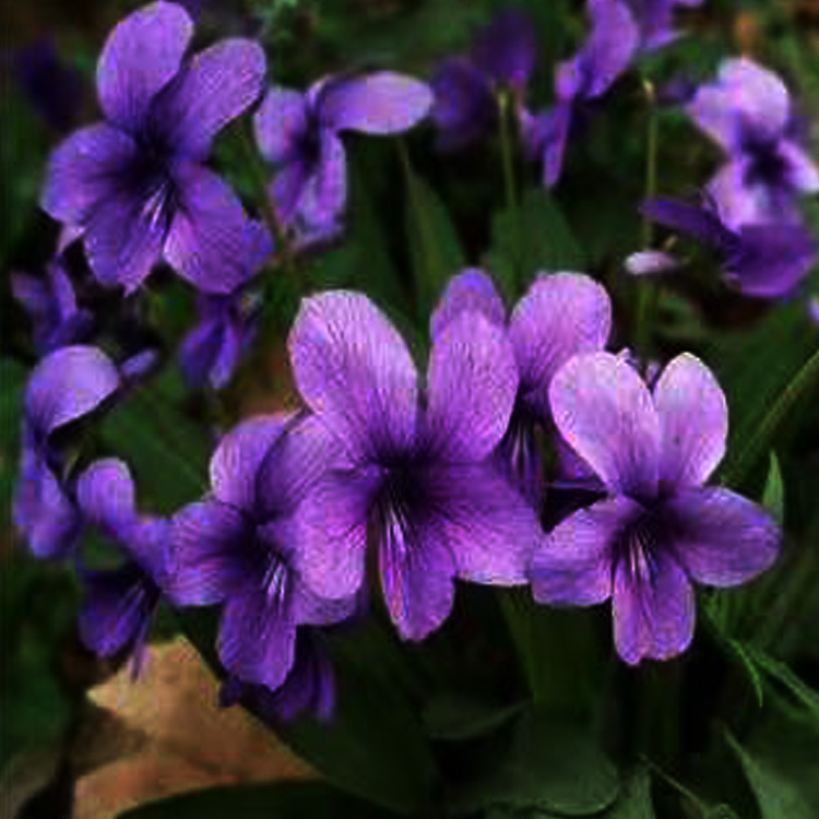 山东紫花地丁种植厂家  现货出售紫花地丁 价格优惠 咨询夏杰花卉