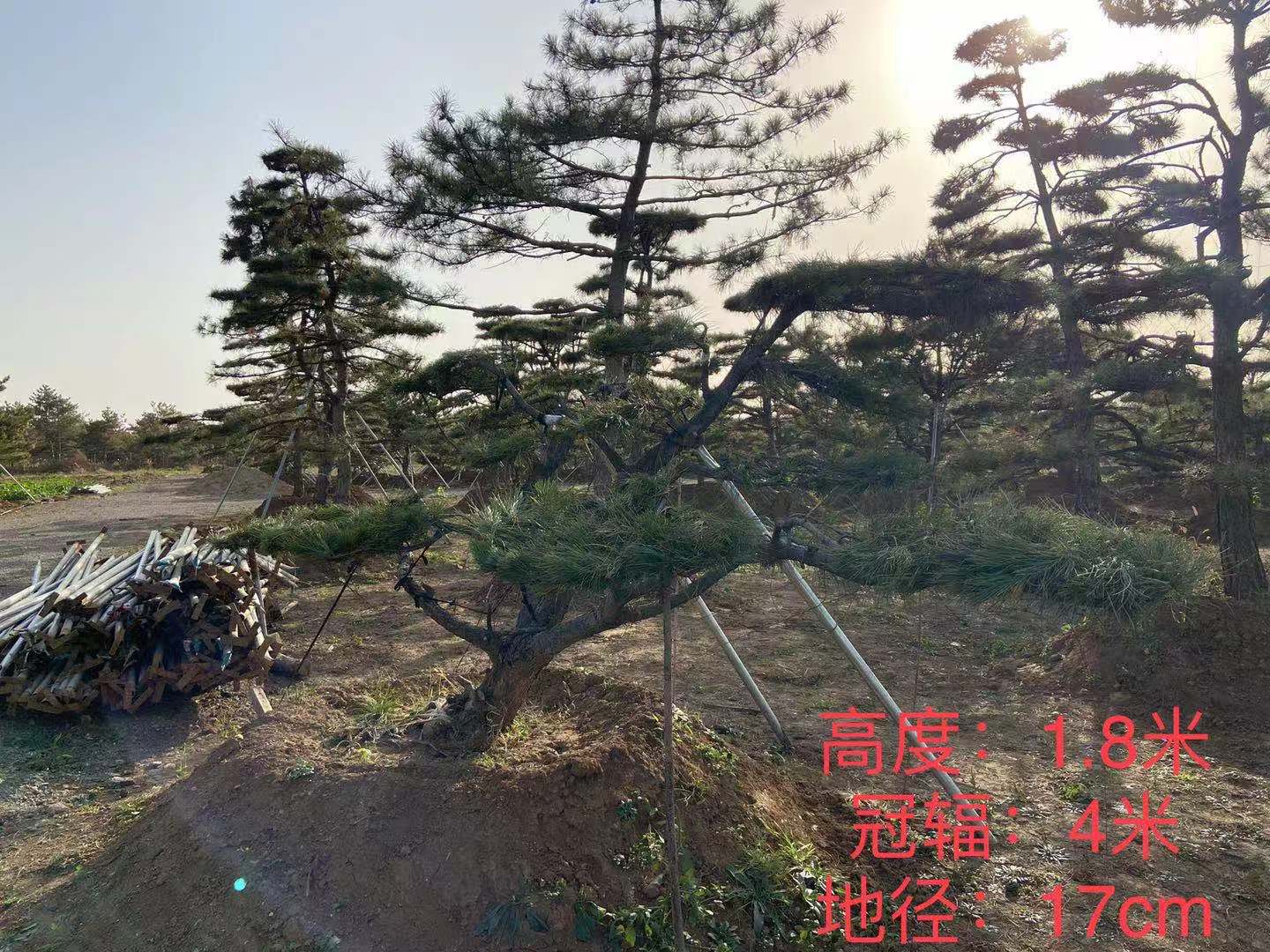 顺风园林 高1.8米 冠幅4米景观松 造型油松 造型黑松 种类规格齐全 基地直销 移栽时间三年