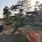顺风园林 高1.8米 冠幅4米景观松 造型油松 造型黑松 种类规格齐全 基地直销 移栽时间三年