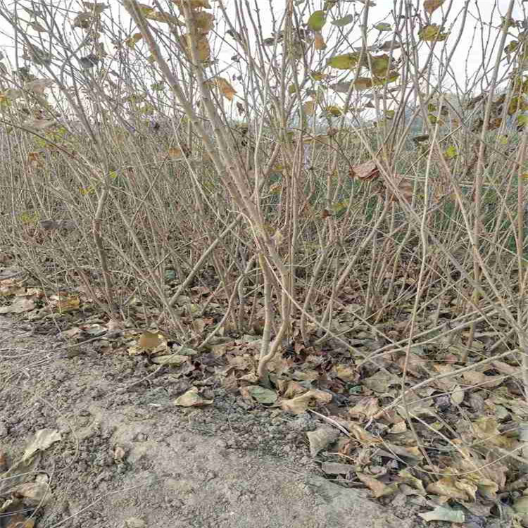 潍坊丁香  丛生丁香  丁香花卉价格