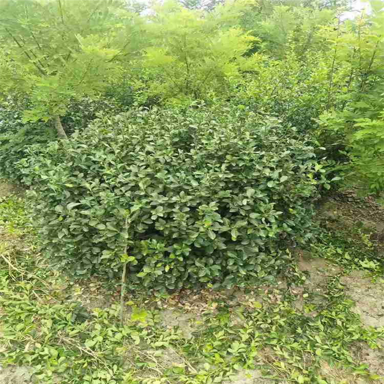 辽宁卫矛小苗  卫矛  卫矛球销售