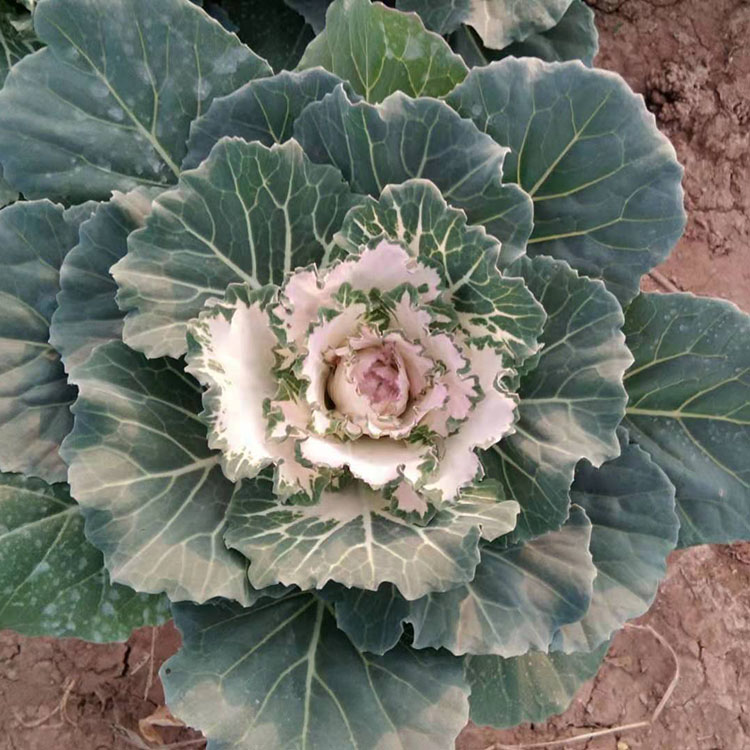羽衣甘蓝价格 粉色羽衣甘蓝 河北羽衣甘蓝批发商