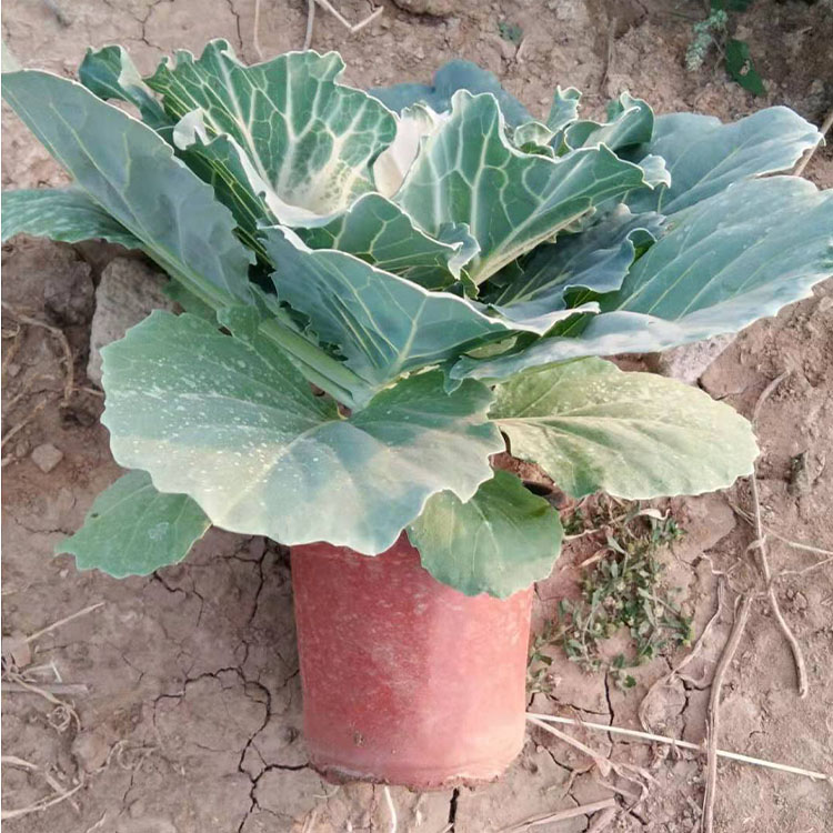 观叶羽衣甘蓝销售基地_松青花卉_多叶色羽衣甘蓝