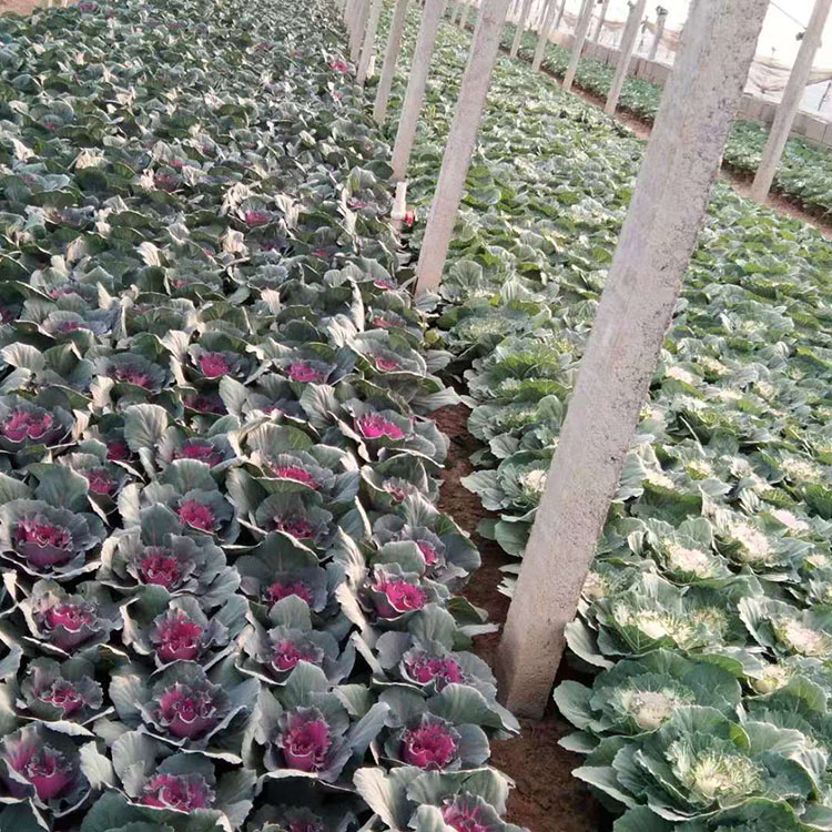 羽衣甘蓝 羽衣甘蓝盆栽 二年生观叶草本花卉