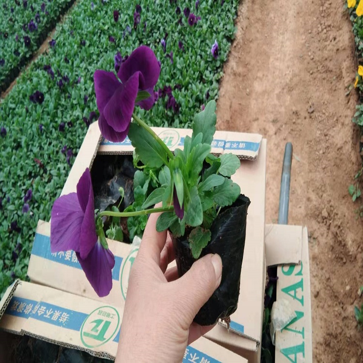 三色堇 紫花三色堇 三色堇种植基地
