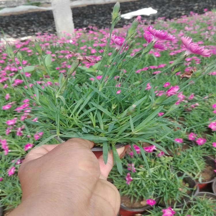 花坛用欧石竹 欧石竹培育基地 量大优惠欧石竹