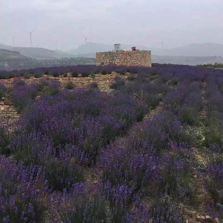 山东薰衣草行情 苗圃直供薰衣草 薰衣草种植基地