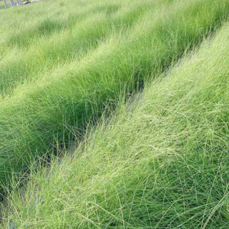 质优价廉 粉黛乱子草观赏草 粉黛乱子草批发