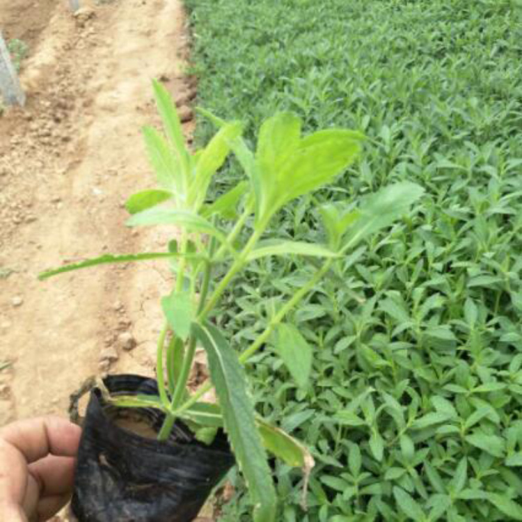 马鞭草基地出售 马鞭草基地 多年生马鞭草