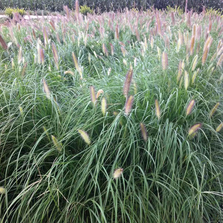 树庆狼尾草 狼尾草基地 宿根花卉基地直销