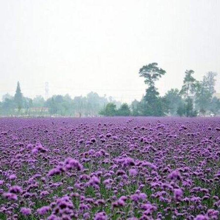 马鞭草苗圃直销 马鞭草价格 多年生马鞭草