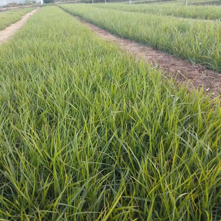 苗圃直销狼尾草 狼尾草基地直销 山东狼尾草小苗基地