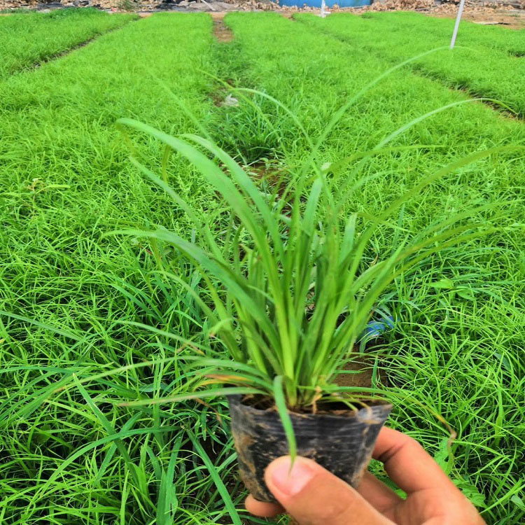 狼尾草小苗 狼尾草价格 宿根花卉基地直销