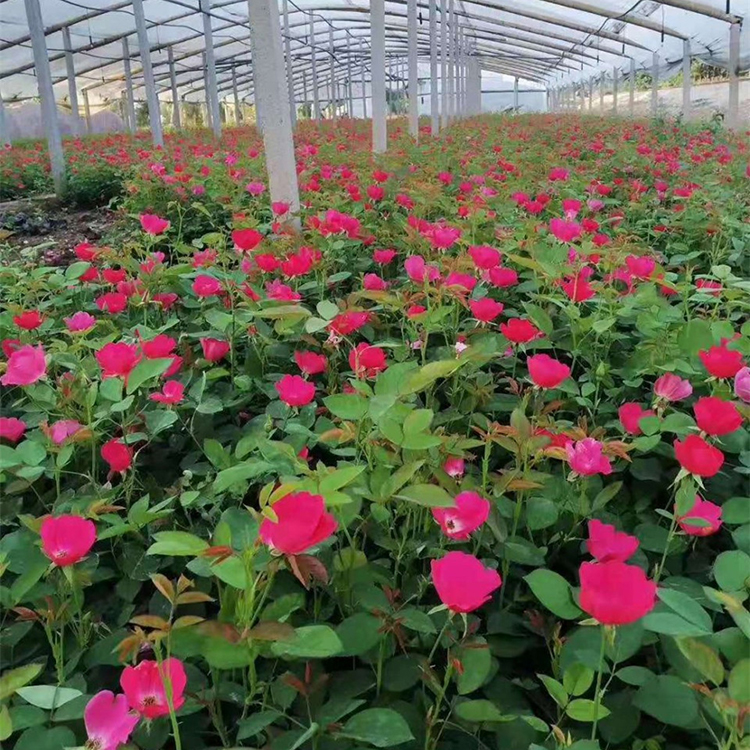 品种月季批发 青州粉花月季 工地用
