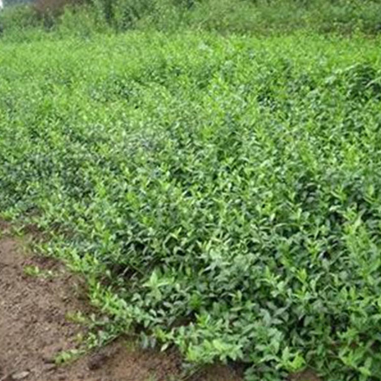 青州扶芳藤 快销好苗 扶芳藤批发