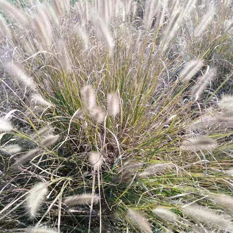 狼尾草价格 观赏草基地 狼尾草小苗 绿化用