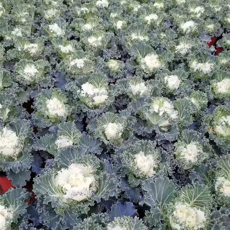 钰艺观赏花卉 羽衣甘蓝苗 叶片美观多変 长势好
