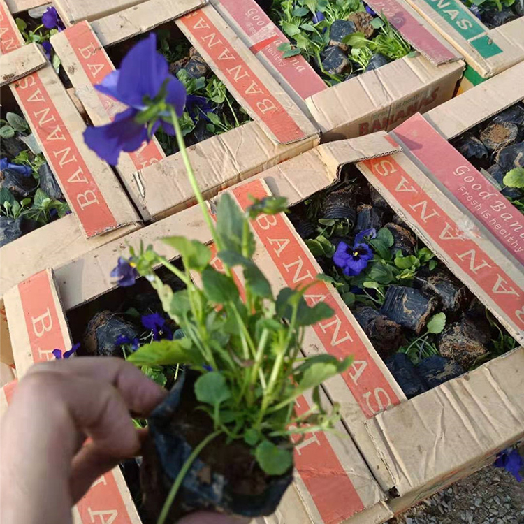 角堇杯苗 角堇杯苗供应商 开春推荐