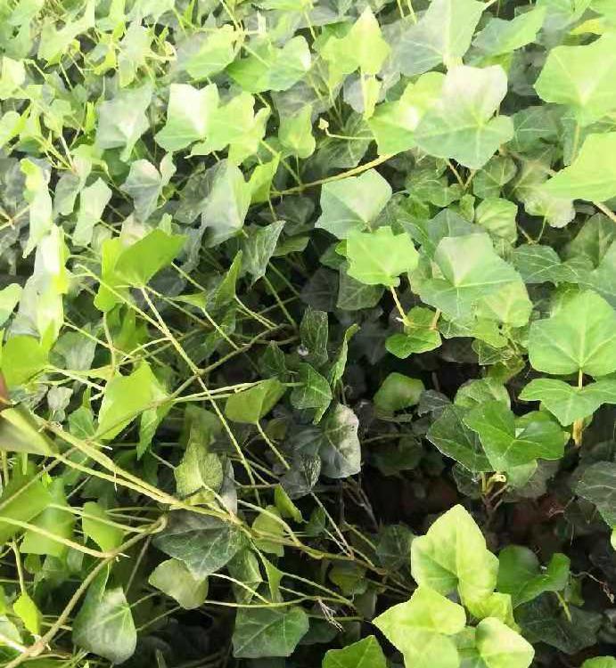 常春藤价格 青州常春藤 量大优惠 常春藤批发