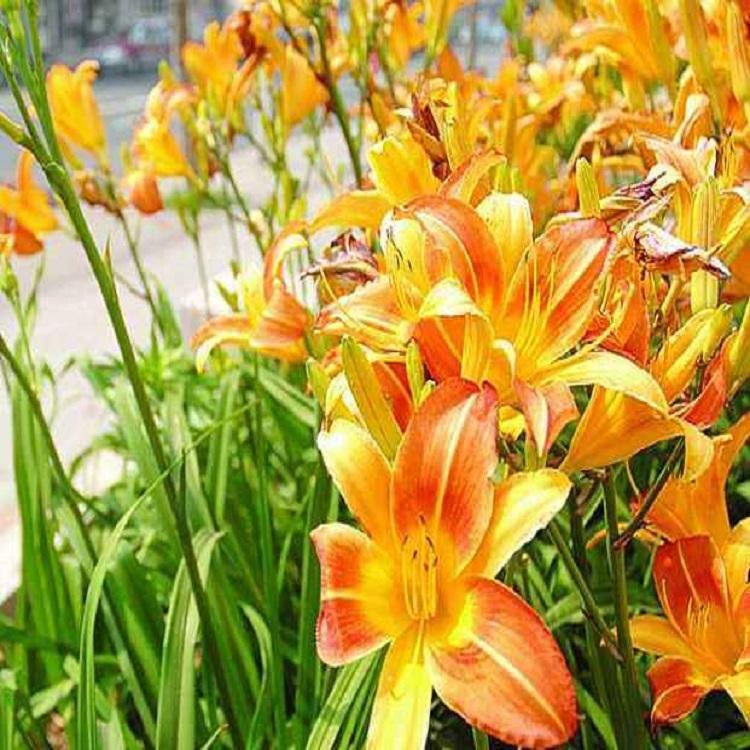 山东潍坊大花萱草 大花萱草小苗 大花萱草价格 销售大花萱草基地