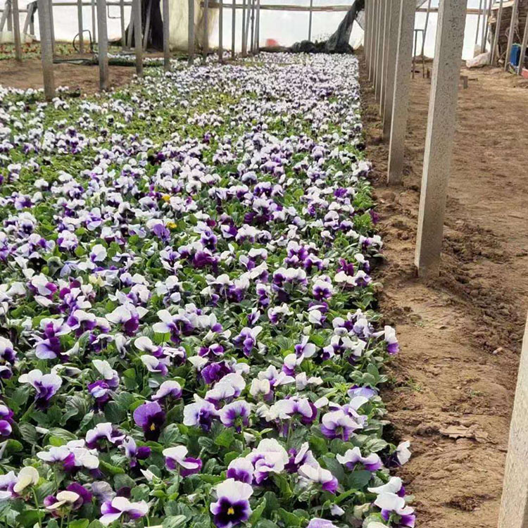 三色堇 黄花三色堇 批发量大优惠