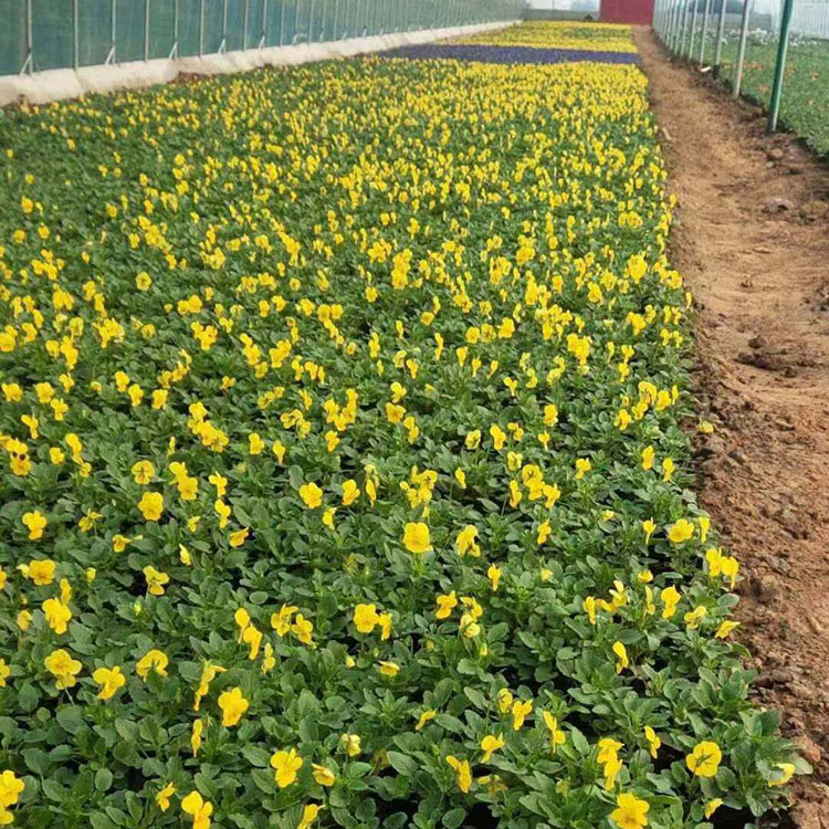 黄花三色堇小苗 大面积种植 多年生角堇三色堇基地