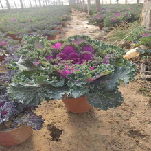 羽衣甘蓝批发商 羽衣甘蓝叶片美观 总状花序