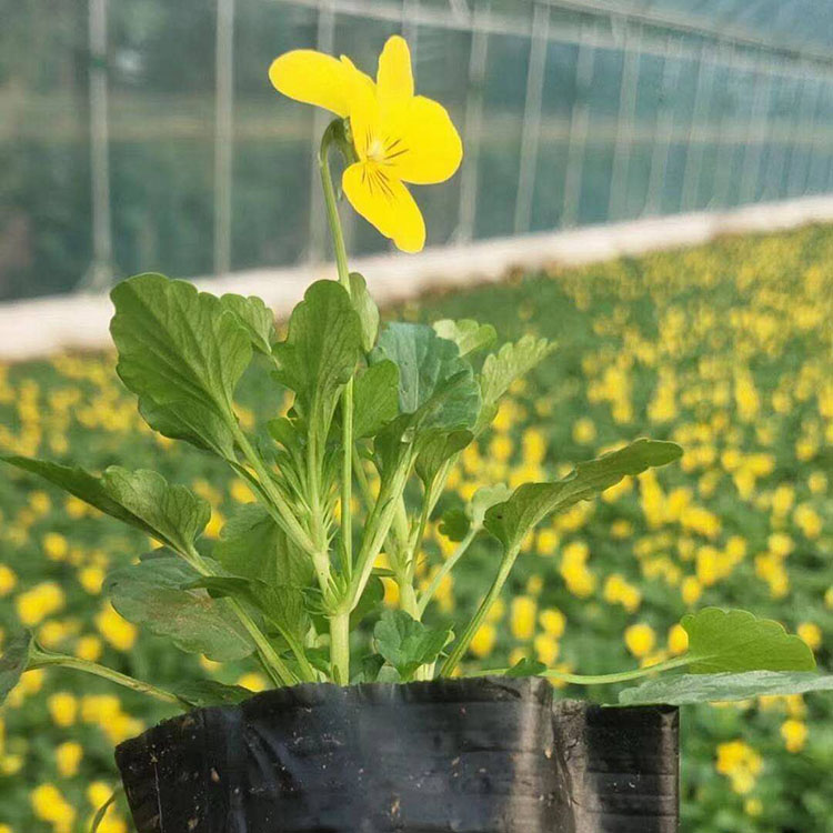 多年生草本角堇 角堇花苗批售 江苏角堇批发商