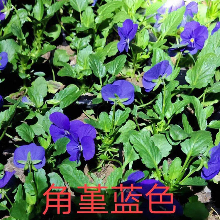 角堇批发基地 角堇小苗 公园租摆角堇供应