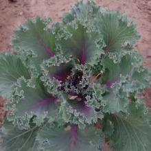 羽衣甘蓝 粉红色羽衣甘蓝 总状花序