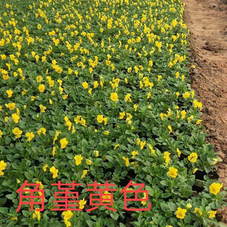 三色堇 黄花三色堇 来电订购三色堇小苗