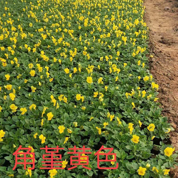 多年生草本角堇 角堇小苗 耐寒角堇苗圃直销