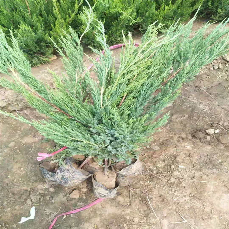 小龙柏供应商 小龙柏基地批发价格  江瑞园艺等你来 价格优惠 质量保证欢迎选购