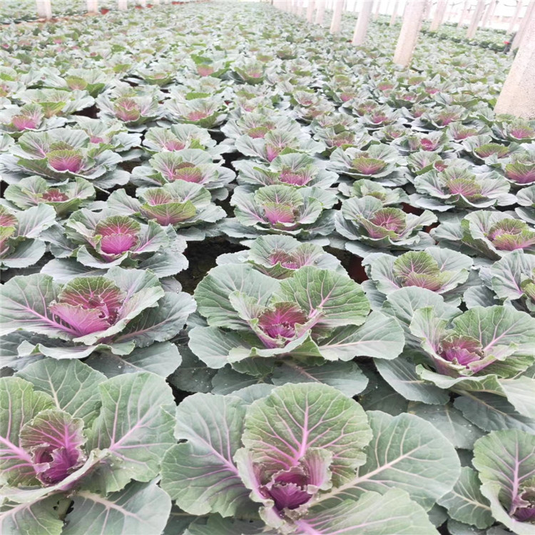 羽衣甘蓝批售 羽衣甘蓝供应基地 羽衣甘蓝种植厂家 江瑞羽衣甘蓝质优价廉 